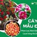 Cây Mẫu Đơn Đỏ Có Tác Dụng Gì