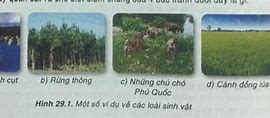 Quần Thể Sinh Vật Lớp 8